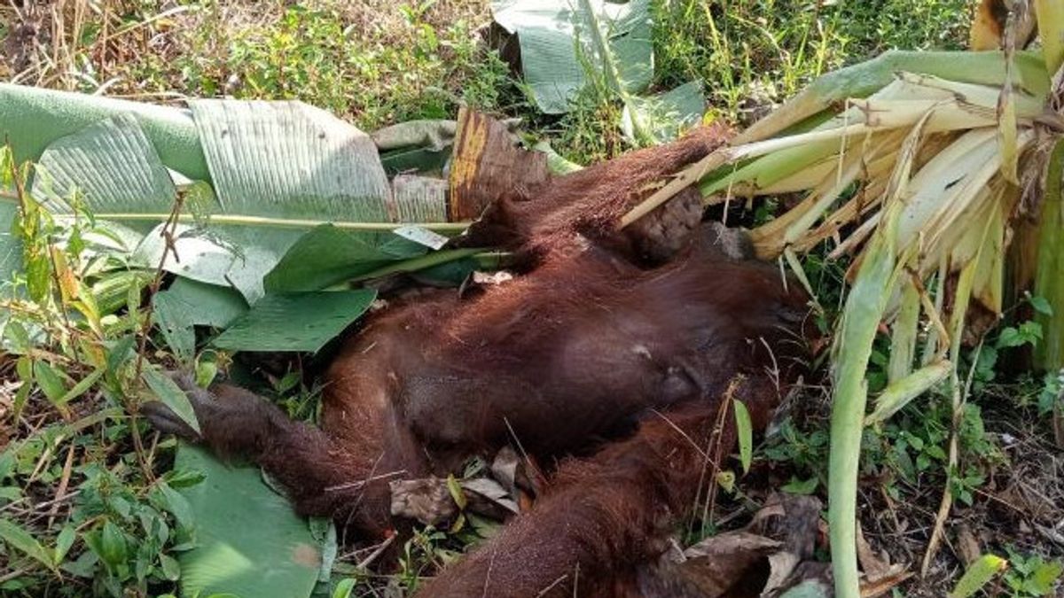 BKSDA enquête sur la mort des orang-outans dans le nord de Kayong