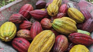 Dorong Produksi Lokal, Minuman Cokelat Diusulkan jadi Menu MBG