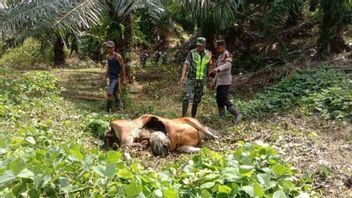 Tigers Prey In East Aceh, Police Urge Residents To Act Outside Homes To Be Alert