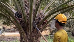 Gapki Reveals A Number Of Challenges In The Palm Oil Industry