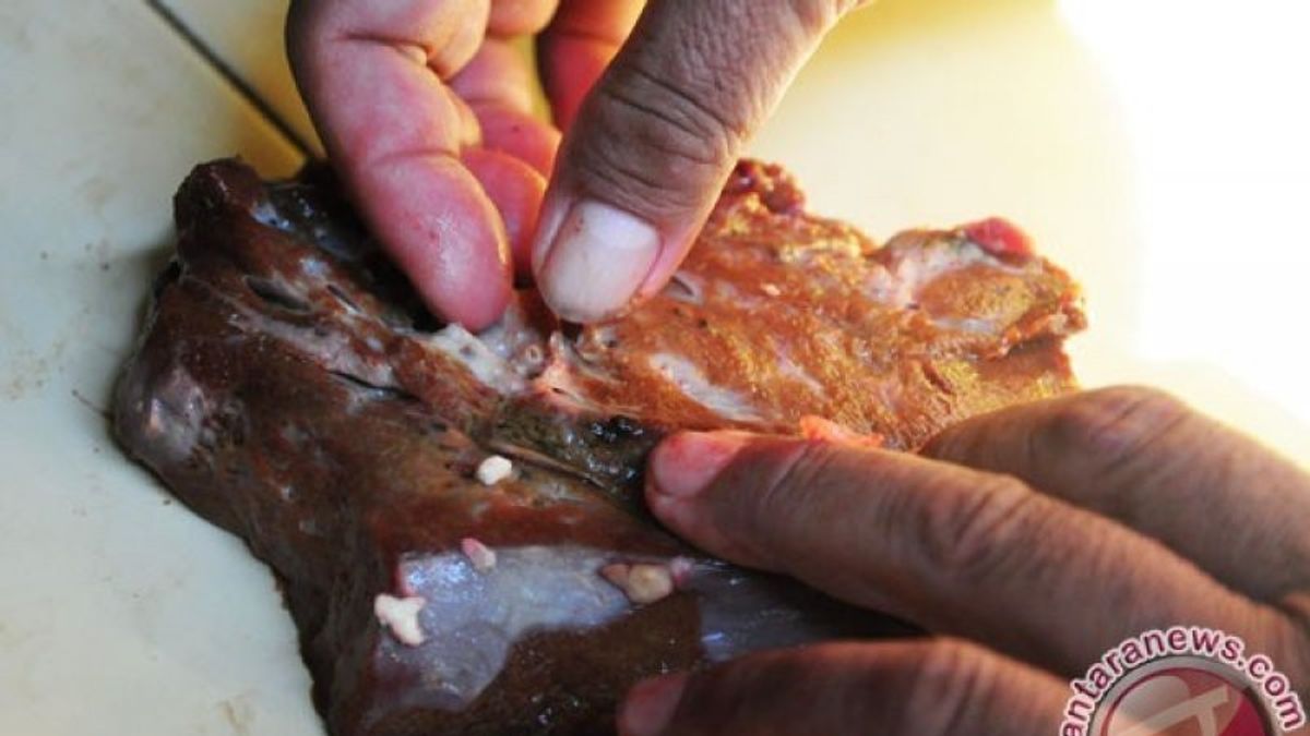 DIジョグジャカルタ州バントゥルの何百もの犠牲の動物から見つかった肝吸虫