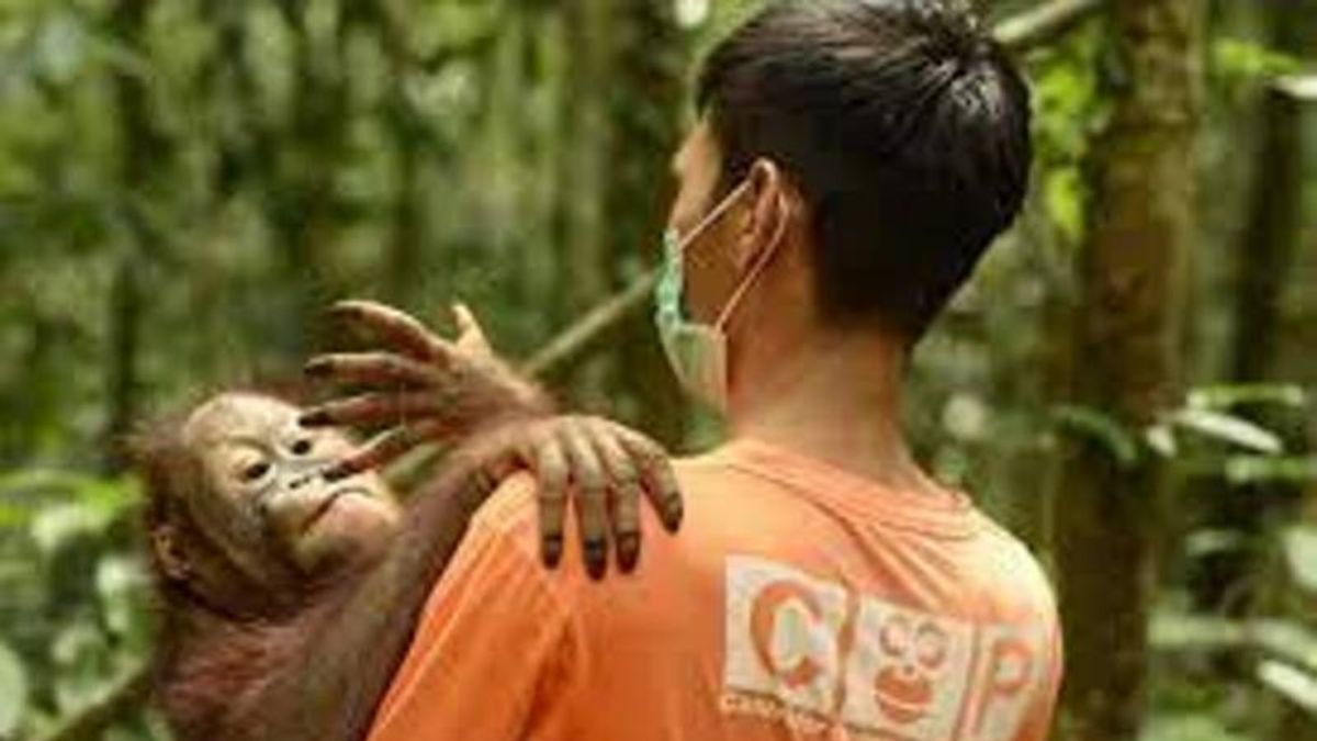  Anak Orang Utan Betina Ditinggal Induk di Kebun Warga Riau Dievakuasi Petugas Penyuluh