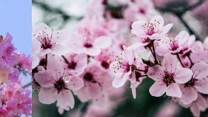 Perbedaan Bunga Sakura dan Tabebuya yang Kerap Disangka Sama