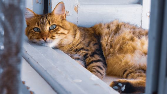 Bisa Dilatih dan Mudah Beradaptasi, Ini 5 Ras Kucing Paling Cerdas