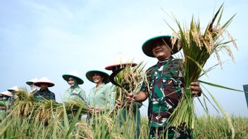 支持粮食安全计划，卡拉旺联合水稻收获卡萨德