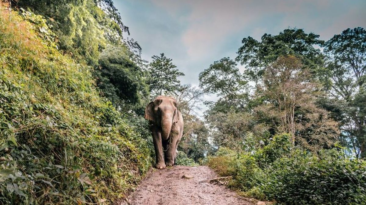 Obat Bius Jadi Kendala, Pemasangan Kalung GPS Alat Pantau Gajah Liar Tertunda