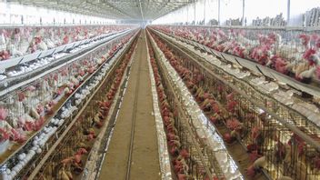 South Korea Reports Fifth Highly Infectious Bird Flu Case On Chicken Farm
