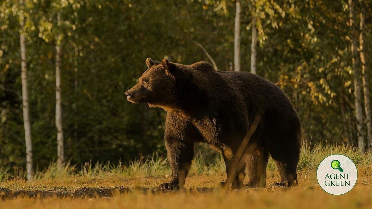 Pangeran Austria Diduga Menembak Mati Beruang Raksasa yang Dilindungi Hukum Internasional