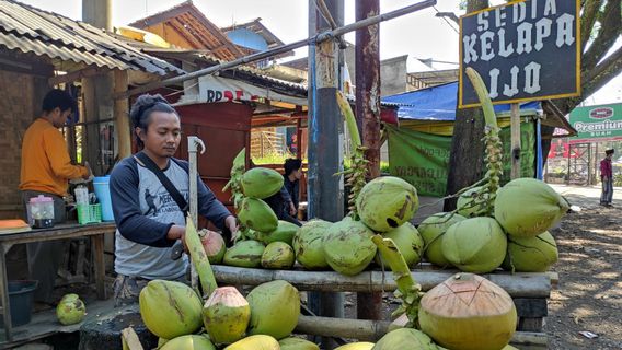 Pourrait être Un Médicament, Les Commandes De Noix De Coco Verte à Cianjur Ont Fortement Augmenté