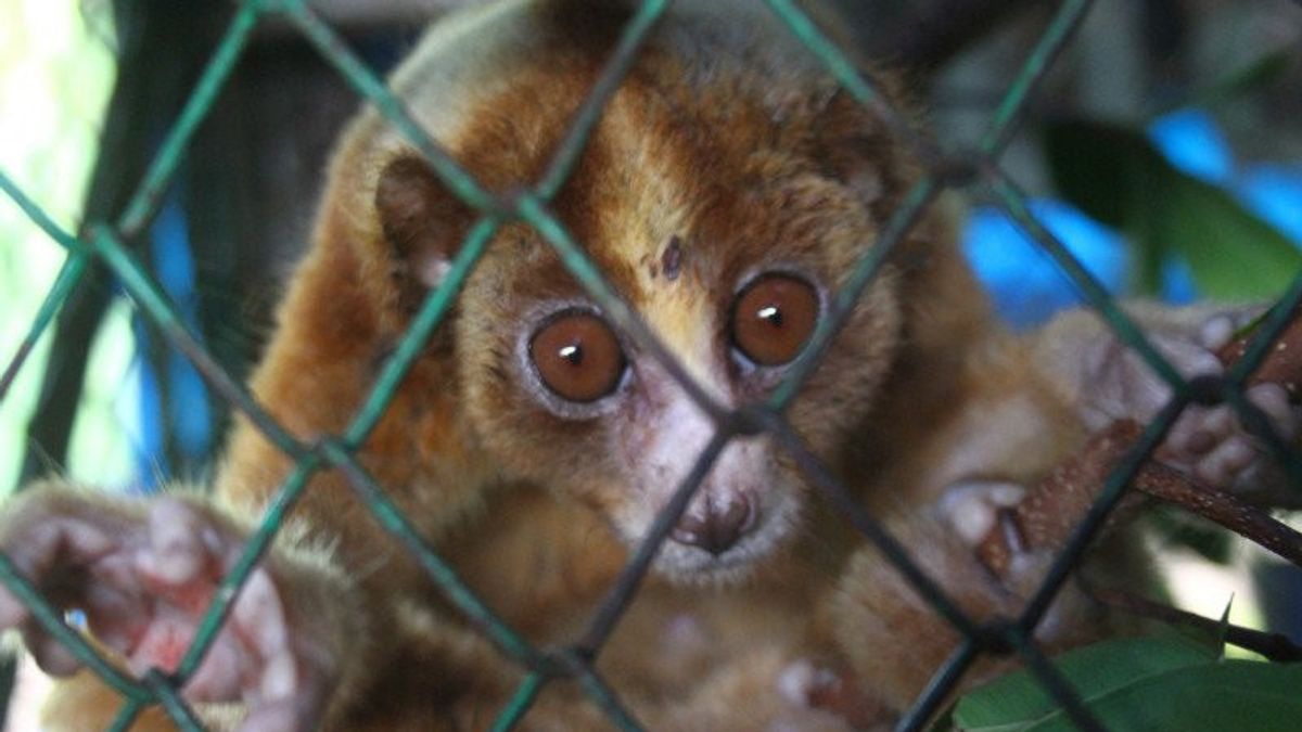 BKSDA 南苏门答腊部署网络团队解决受保护的野生动物贸易问题