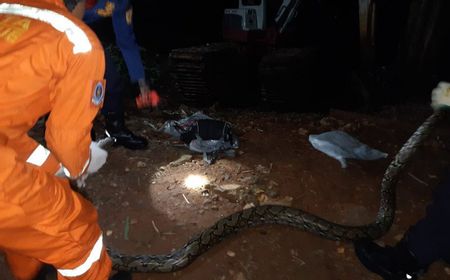 Di Jagakarsa, Petugas Berhasil Evakuasi Ular Sanca 3,5 Meter dari Rumah Warga