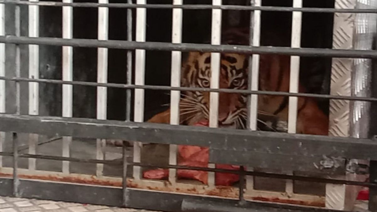 BKSDA Sumbar Releases Sumatran Tigers To Pasaman Raya Forest