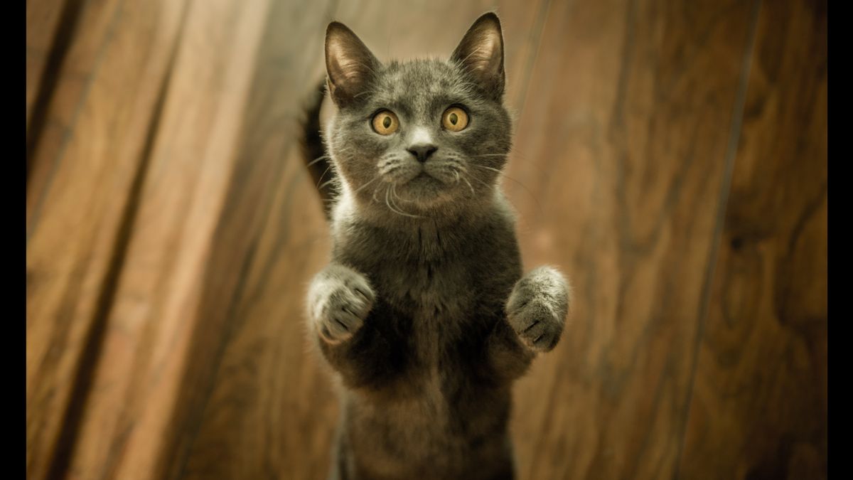 Viral Brimob Lempar Kucing ke Parit, Alasannya Kesal Makanan Diambil