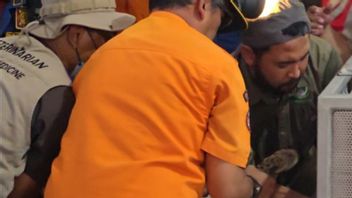 نمور توتول مامبير إلى قاعة القرية في كونينغان ، يستغرق الإجلاء 6 ساعات