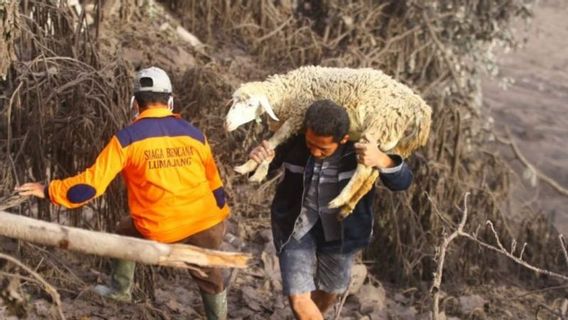 200 Hectares D’agriculture N’ont Pas été Récoltés En Raison De L’éruption Du Semeru