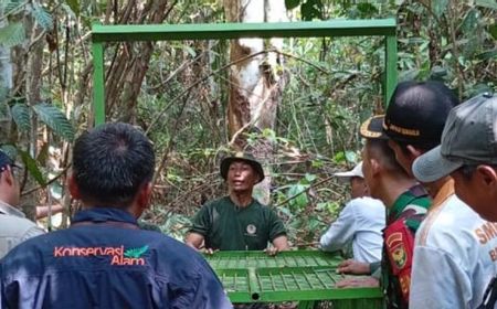 BKSDA Pasang Perangkap Harimau dengan Daging Sapi Sisaan