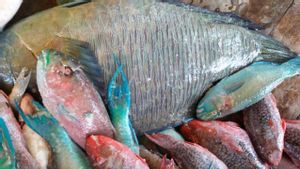 Banyak Dijual di Pasaran, Ternyata Ada Banyak Alasan Mengapa Kita Harus Berhenti Konsumsi Ikan Kakatua