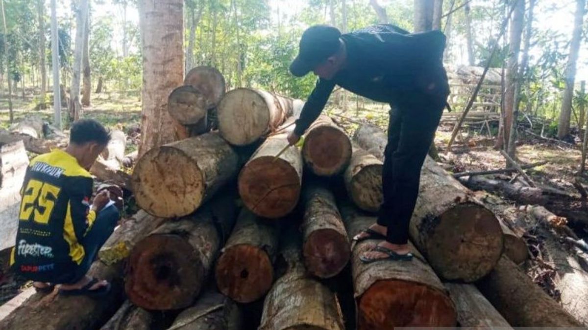 Dinas Kehutanan Kalsel Sita 54 Potong Kayu Illegal Logging