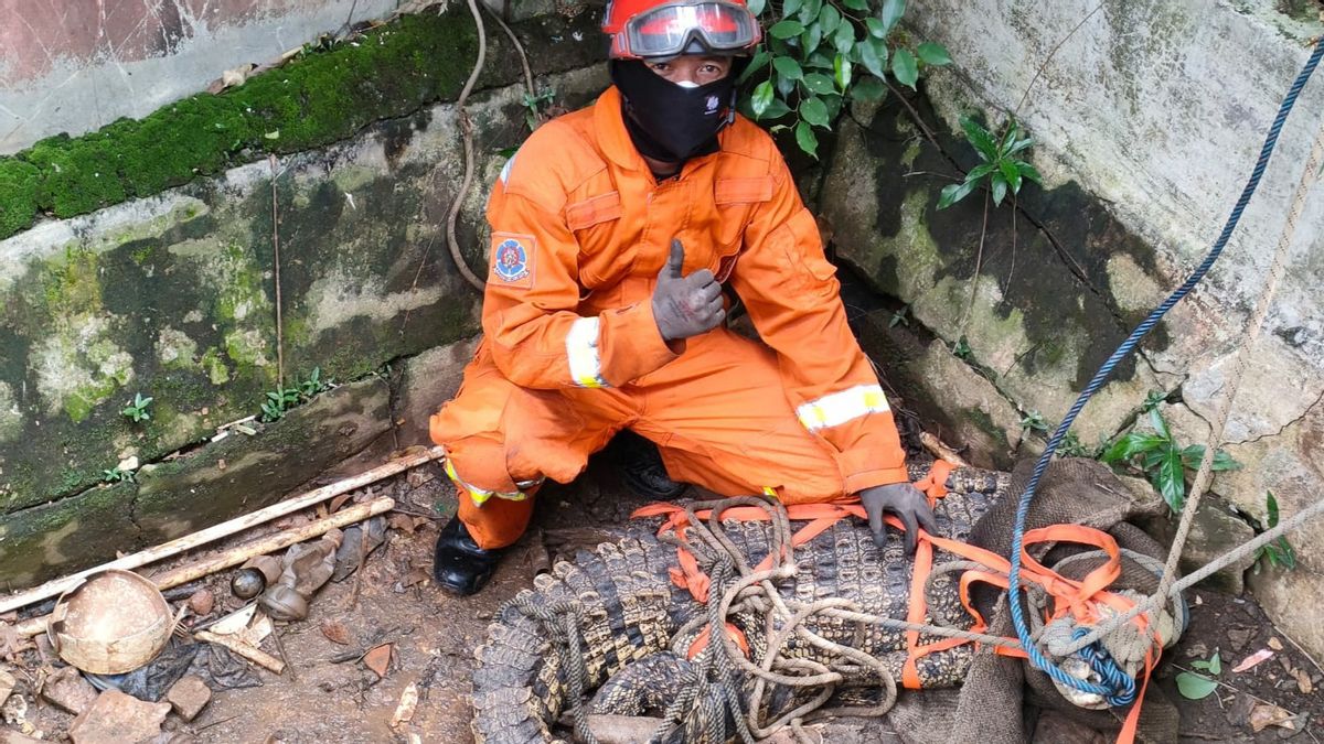 秘密维护鳄鱼，Pondok Kelapa的居民不安分然后报告救援队