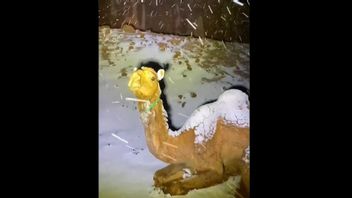 Snow Falls In Tabuk Saudi Arabia, Camel Looks Confused