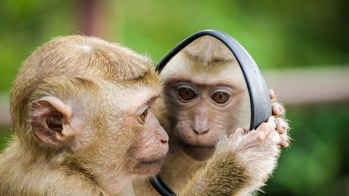 China Plans To Send Monkeys To The Space Station In Reproduction Experiments