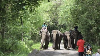 Gakkum总干事:Teso Nilo的Rahman大象死亡案件仍在调查中