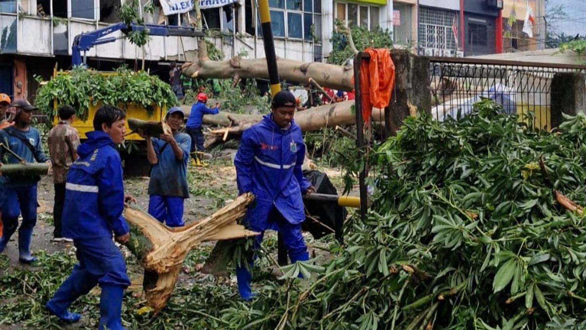 Tree Falls During Rain And Strong Winds In Kemayoran, 1 Victim