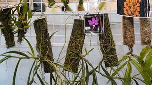 Getting To Know The New Orchid Species From East Kalimantan At FLOII Expo 2024