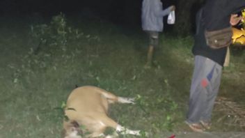 ムコムコ・ベンクル・パーム油プランテーションの住民に属する牛を攻撃したと伝えられているトラの2本の尾
