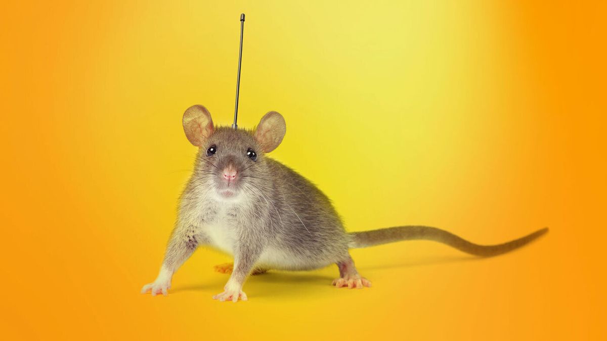Beware! Kaspersky Finds a New Type of Malware Called EarlyRat