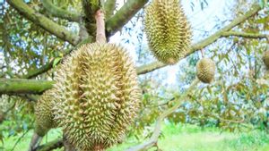 Ciri Durian Matang Pohon yang Perlu Diketahui untuk Mendapatkan Durian Terbaik