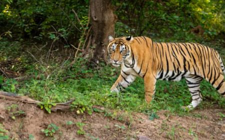 Warga Lampung Barat Diminta Waspada Buntut Petani Tewas Diterkam Harimau saat Berkebun