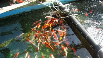 China Reportedly Stopped Koi Imports From Japan Amid Disputes Over PLTN Fukushima Water Disposal