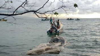 ブナケン国立公園の海域に浮かぶクジラの死体を発見