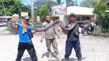 Surpris Que Des Tas De Feuilles Se Déplacent D’eux-mêmes, Les Habitants De Tangerang Se Précipitent Pour Appeler Leurs Amis, Il S’avère Que...