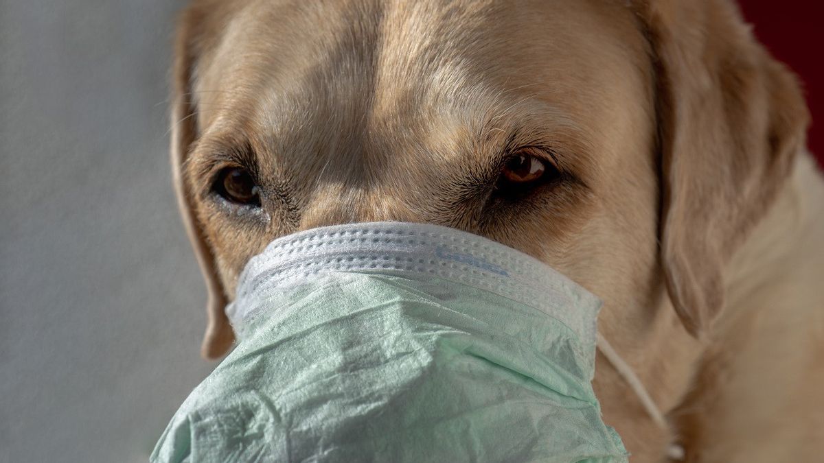 Puluhan Hewan Peliharaan Terinfeksi COVID-19, Pemerintah Diminta Tambah Fasilitas Perawatan Binatang