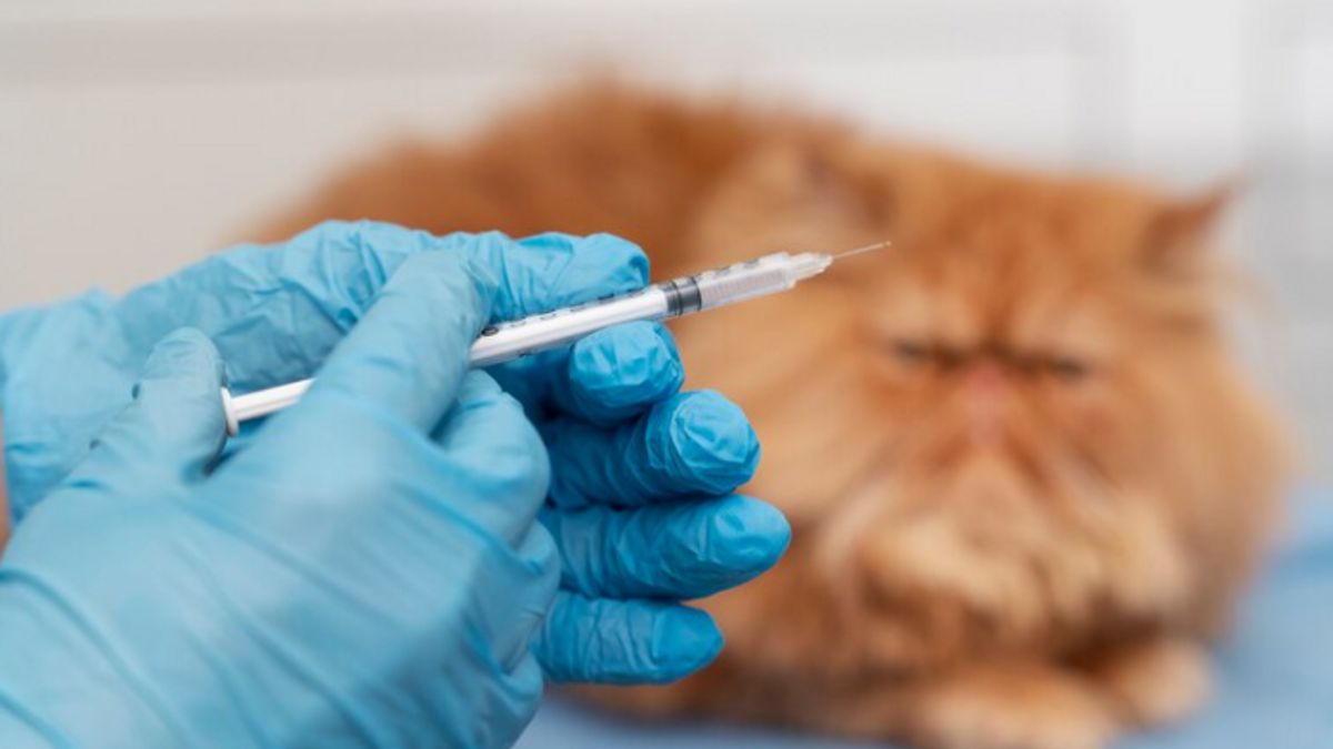 猫が狂犬病の予防接種を受けることができるとき、健康のためにそれをしないように注意してください!