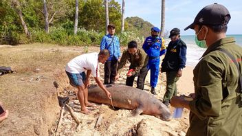 The Ministry of Maritime Affairs and Fisheries And The Community Handle A Stranded Dugong In Bawean