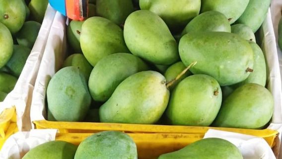 1.3 Tons of East Java Avomango Exported to Singapore