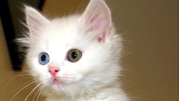土耳其研究中心发布一百只独特的范猫的领养：拥有不同的颜色和光滑的皮毛