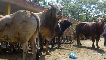 Investigating Corruption In Procurement Of 200 Cows, Aceh Prosecutor's Office Asks LKPP For Information