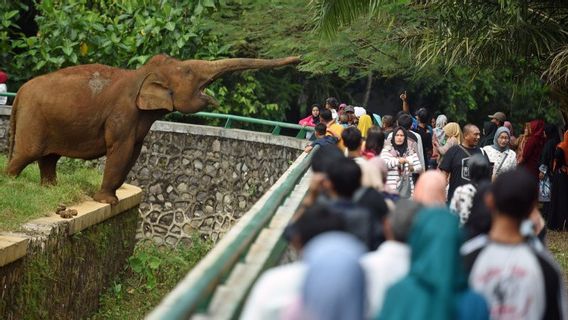 Libur Imlek 2023, Kebun Binatang Ragunan Dipadati 8.509 Pengunjung