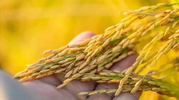 70日間収穫できるM70D米の種子を知り、米の不足を厳選して克服する