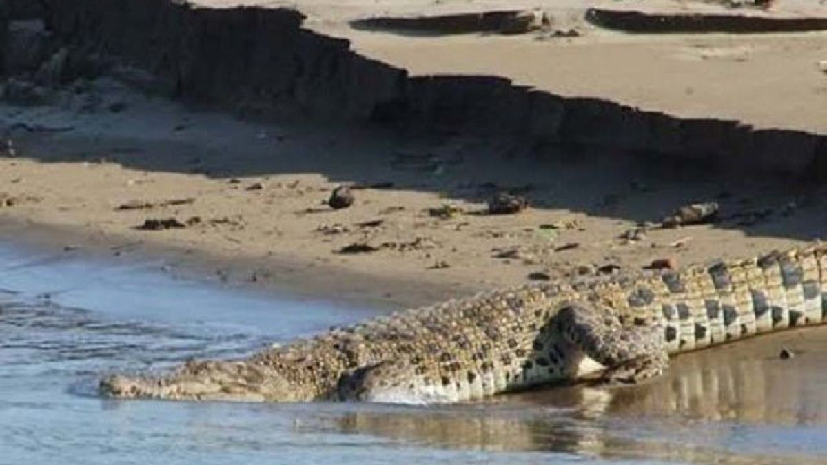 Many Island Fishermen Injured Aceh Singkil Bitten By Crocodile