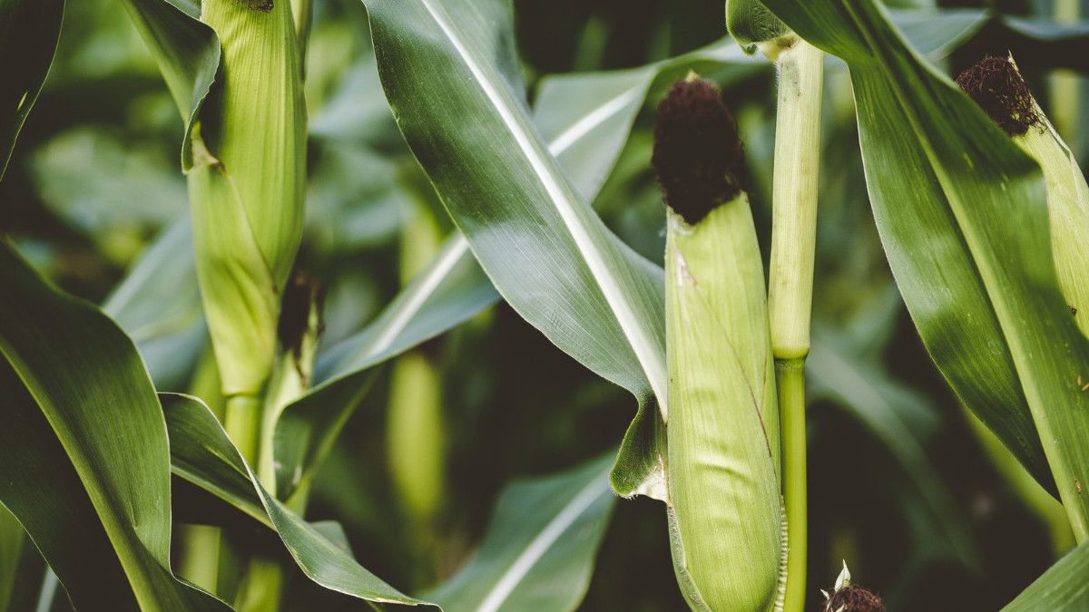 Jarak Tanam Jagung untuk Hasil Panen Maksimal