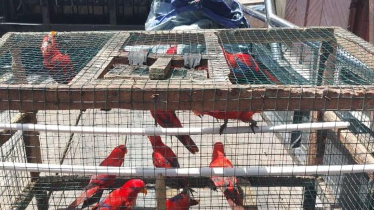 Maluku BKSDA Secures 12 Maluku Nuri Birds At The Old Ambon Market