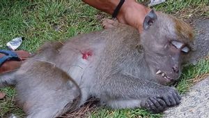 Gigit Anak di Medan, Seekor Monyet Ditembak Mati Warga