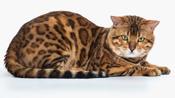 ベンガル猫の性質と性格を知る、スマートブリードアナブル