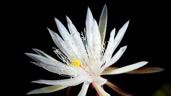 Bunga Wijaya Kusuma, Mitos serta Gambarnya yang Menarik dan Indah