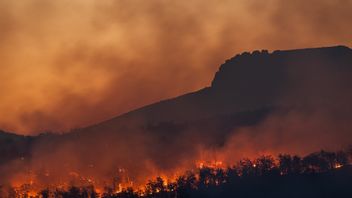 Daftar Daerah yang Bakal Dapat Perhatian Lebih dari KLHK Soal Pengendalian Kebakaran Hutan